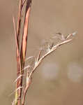 Little bluestem